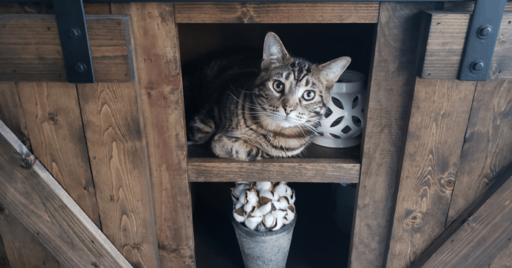 Cat in hutch for what is a minimalist home