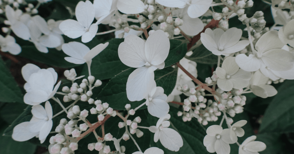 White flowering bush for spring bedroom decor