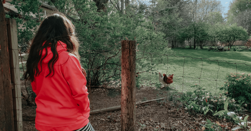 Young girl looking at chickens for sibling rivalry examples